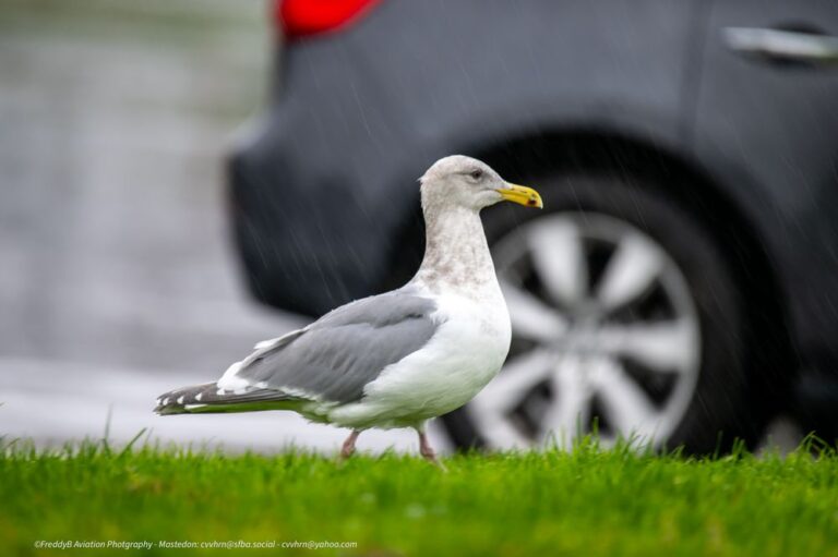 bayfront park millbrae