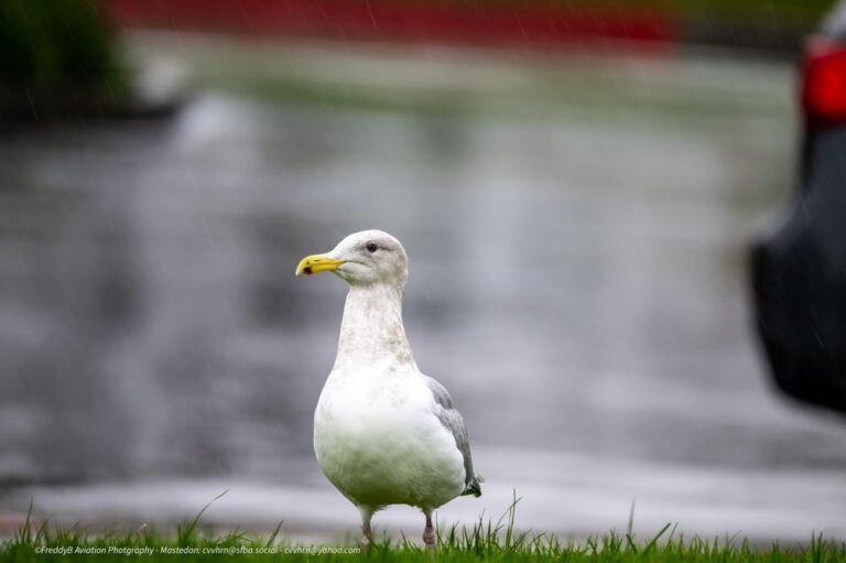 bayfront park millbrae