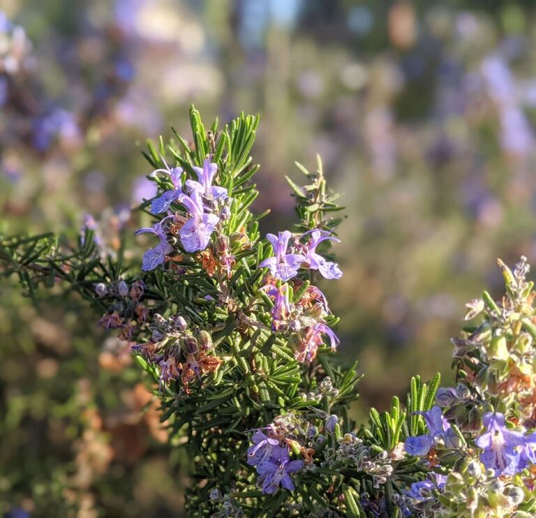 burton park san carlos 2