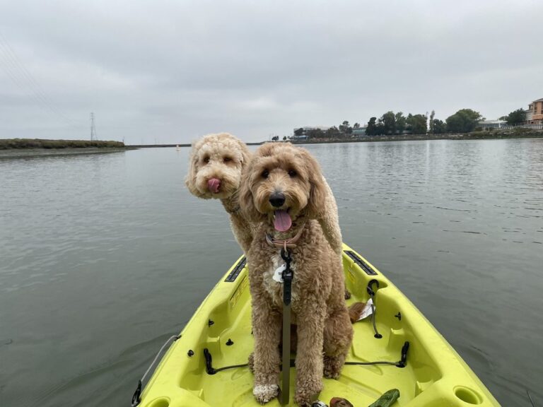 california canoe and kayak redwood city 2
