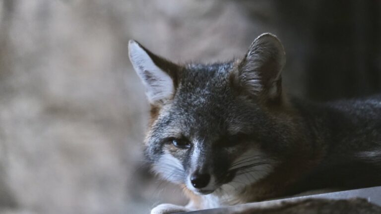 curiodyssey san mateo