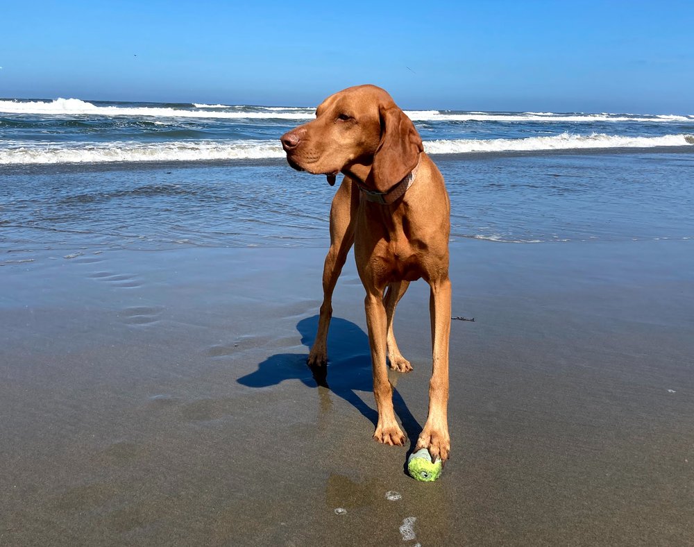doggie adventures off leash beach hikes and boarding palo alto