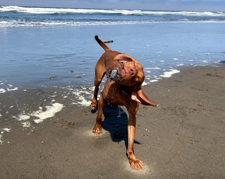 doggie adventures off leash beach hikes and boarding palo alto