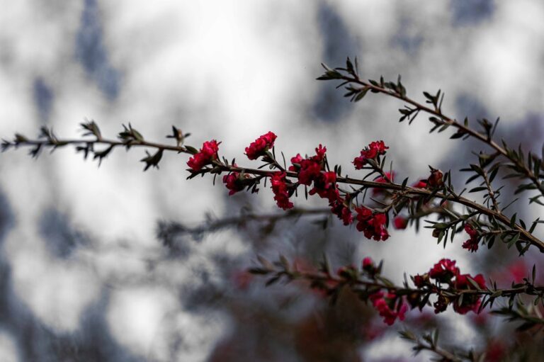 gamble garden palo alto 2 gamble garden palo alto 2