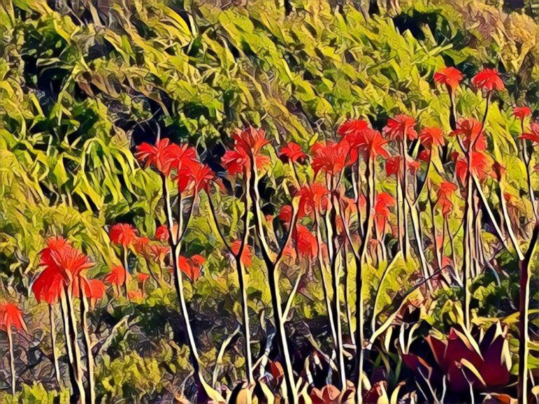 half moon bay coastal trail half moon bay