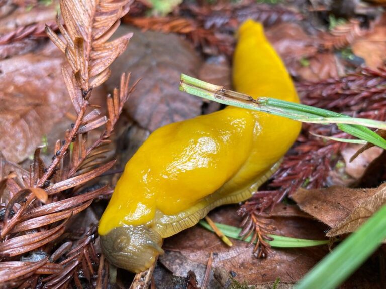 purisima creek redwoods preserve redwood city