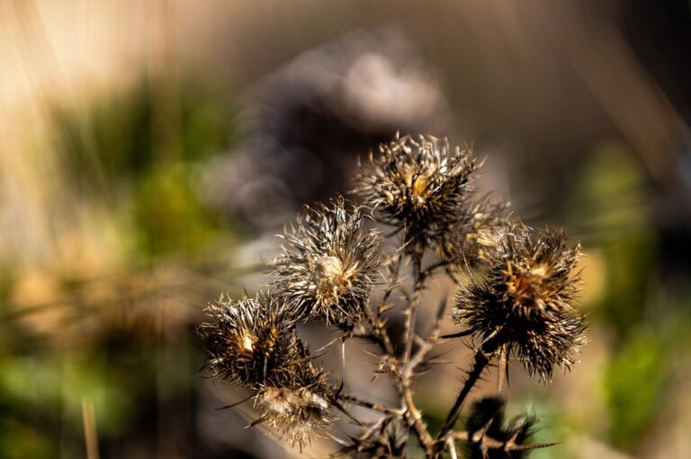 sawyer camp trail san mateo