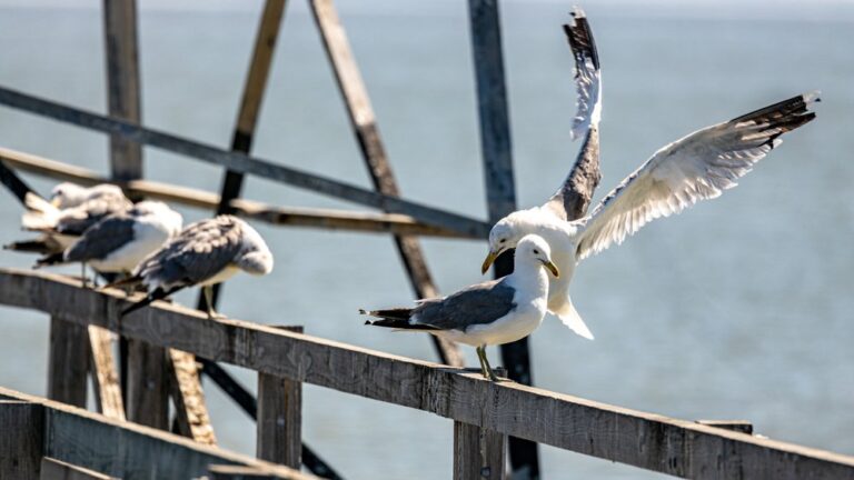 seal point park san mateo