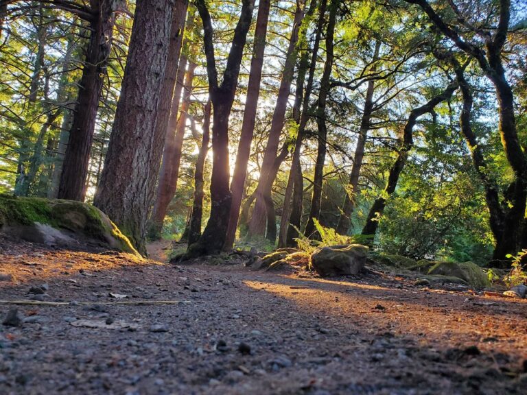 El Corte de Madera Creek Preserve1 768x576