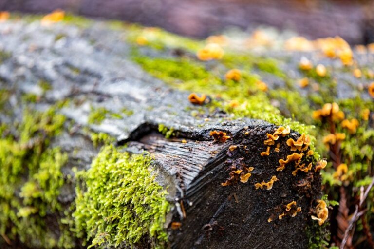 big basin redwoods state park boulder creek