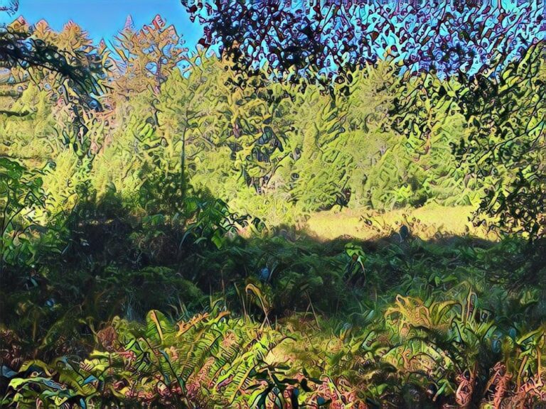 butano state park pescadero