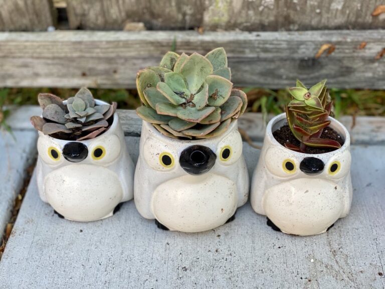 pick of the litter thrift shop burlingame