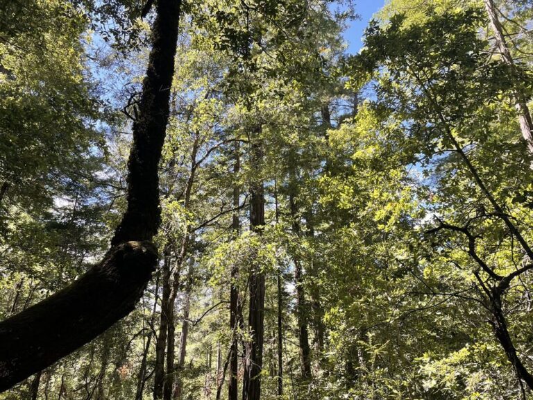 portola redwoods state park la honda portola redwoods state park la honda