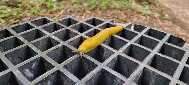 portola redwoods state park la honda portola redwoods state park la honda